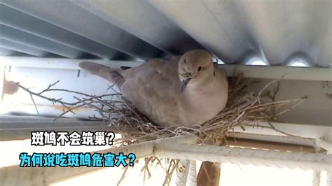 斑鳩死掉|斑鳩死掉怎麼處理？